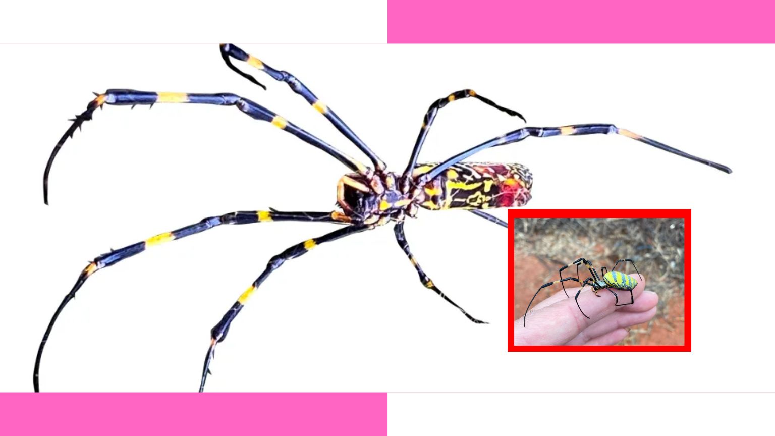 Joro spiders, are joro spiders poisonous, how to get rid of joro spiders, joro spiders in georgia, do joro spiders bite,are joro spiders poisonous to humans, are joro spiders dangerous, are joro spiders venomous, joro spiders georgia, how big are joro spiders, do joro spiders bite humans, joro spiders size, how to get rid of joro spiders, what kills joro spiders, what do joro spiders eat, Unlocking the Mystery: Joro Spiders and Their Invasive Spread in the US,